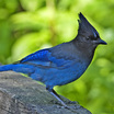 Jay, Crows and Allies
